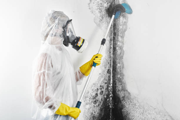 Best Industrial Mold Remediation  in Sistersville, WV