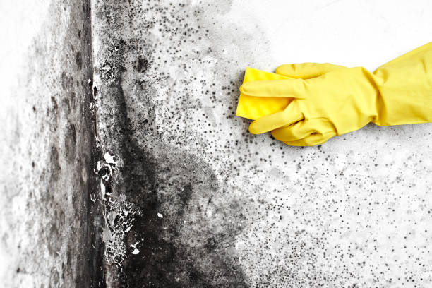 Best Mold Damage Restoration  in Sistersville, WV